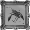 Bird Botherer