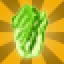 Lettuce
