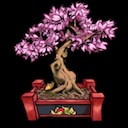 Cherry Blossom Bonsai