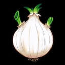 Big-eared Onion