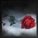 The Rose's Memory