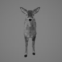 doe