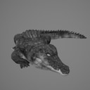 crocodile