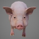pig