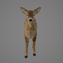 doe