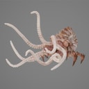 kraken