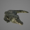 crocodile
