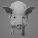 pig