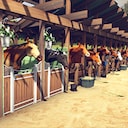 Rival Stars Horse Racing: Desktop Edition Master breeder Achievement