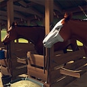 Rival Stars Horse Racing: Desktop Edition Horse friends Achievement