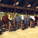 Rival Stars Horse Racing: Desktop Edition Crowded house Achievement