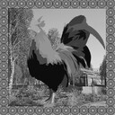 Rooster Master