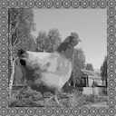 Bird Man achievement