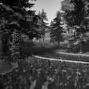 Forest Trail