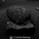 Newborn Sparrow