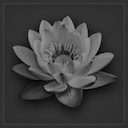 Complete the scenario: "Lotus Flower"