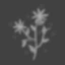 Caring for the Flora