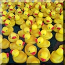 Duck No