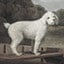 More Dogs
