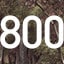 800