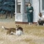 Dog Person