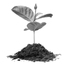 Place your first seed in the soil