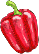 First Planting chili