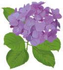 First Planting hydrangea