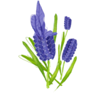 First Planting Lavender