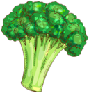 First Planting broccoli