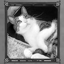 Darvin