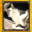 Hidden Cats in Berlin Darvin Achievement