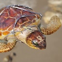 Restore Your Island Tiny Turtle Savior Achievement