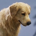 Restore Your Island Dog Rescuer Achievement