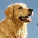 Restore Your Island Best Friend Achievement