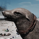 Restore Your Island Seal of Approval Achievement