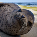 Restore Your Island Seal Rescuer Achievement