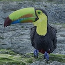 Restore Your Island Toucan Rescuer Achievement